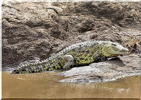 Crocodile in its habitat