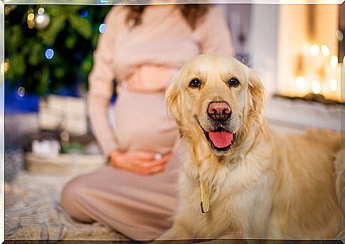 having a dog during pregnancy