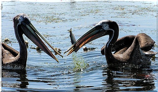 The pelican is one of the most popular carnivorous animals in the world.