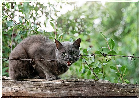 3 signs that your cat has feline rabies