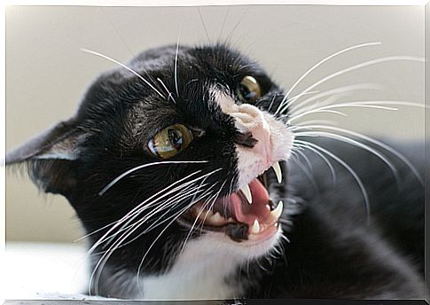 Feline rabies: symptoms