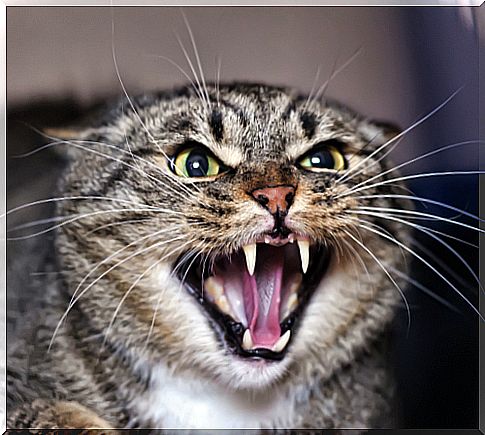 Feline rabies: vaccine