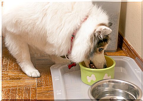 3 tricks with olive oil for dogs