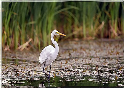 5 animals that live in lagoons