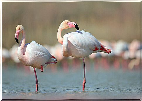 Animals with longer legs: flamingo