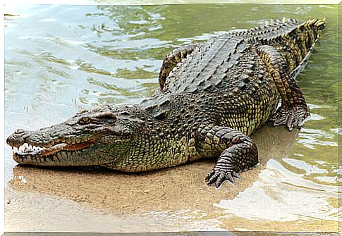 Crocodile