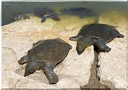 Endangered softshell turtle