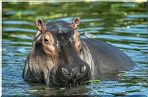 Hippopotamus