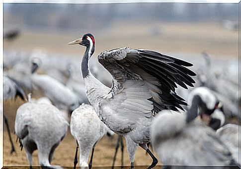 Common crane: habitat