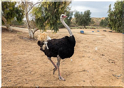 Ostrich characteristics