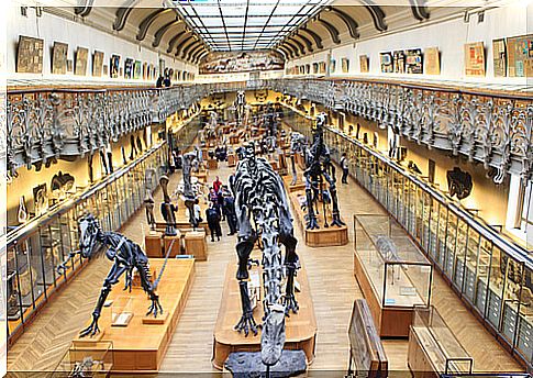 National Museum of Natural History of Paris