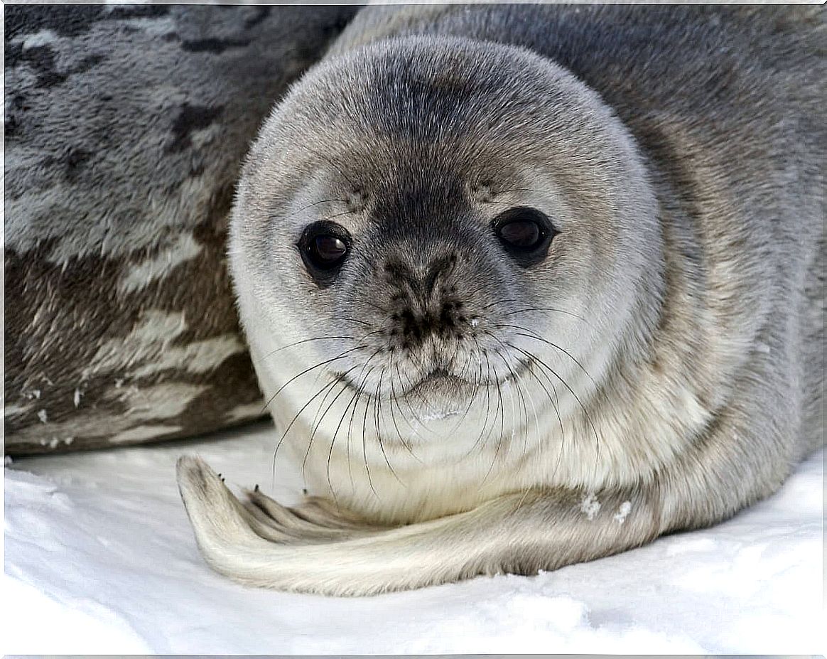 5 curiosities of the animals that inhabit Antarctica