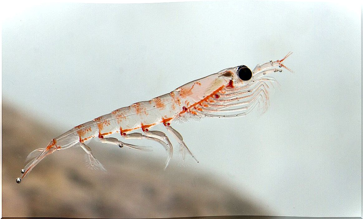 Krill is from Antarctica.