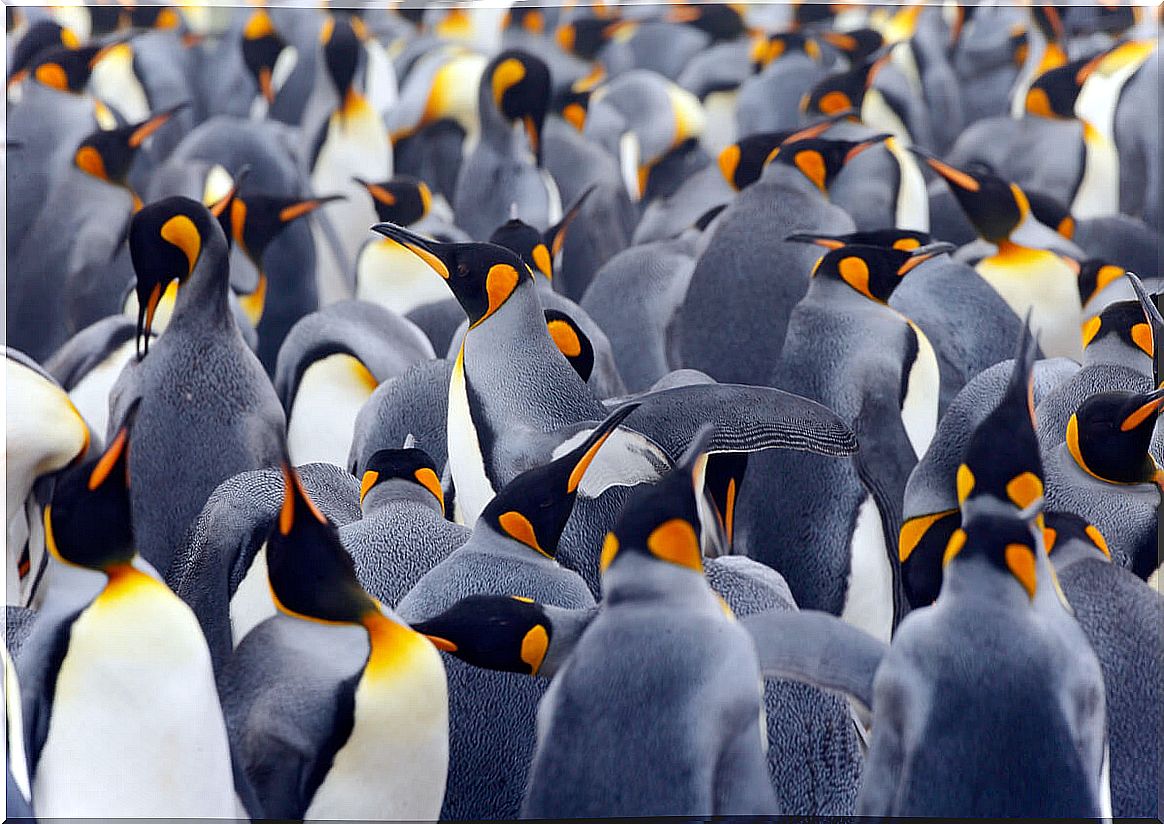 A population of royal penguins.