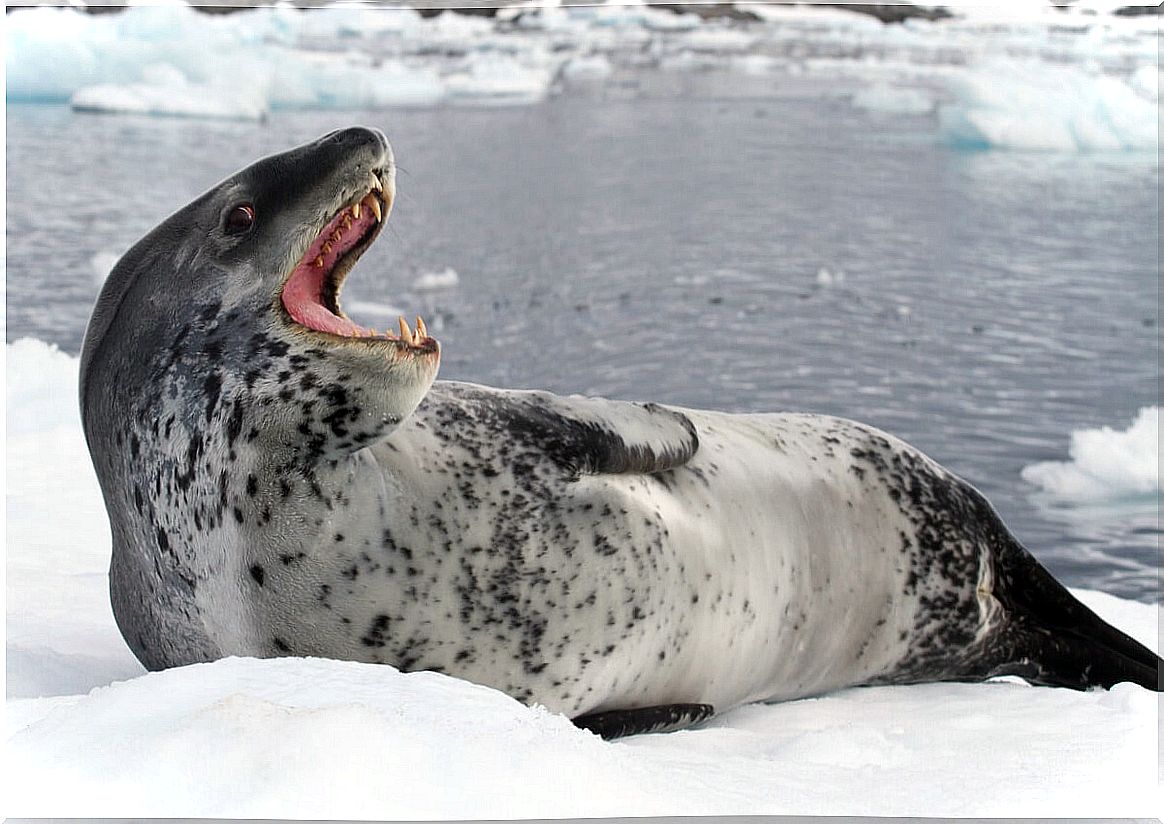 A leopard seal shows its teeth.