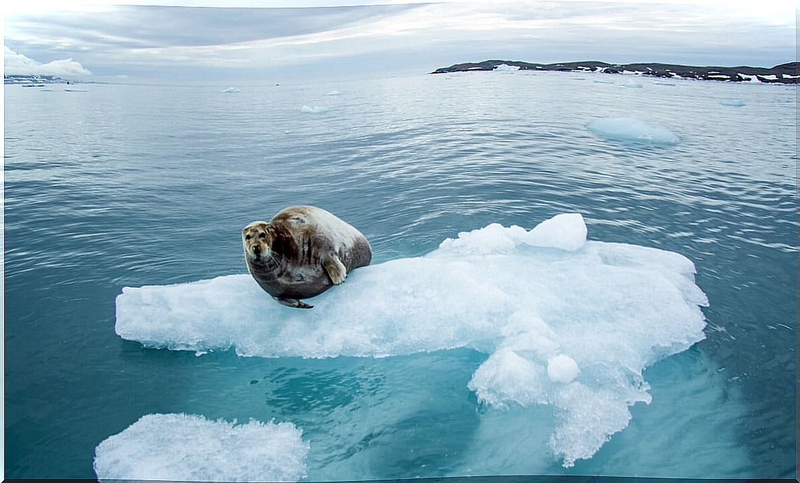 One of the Antarctic animals on ice.