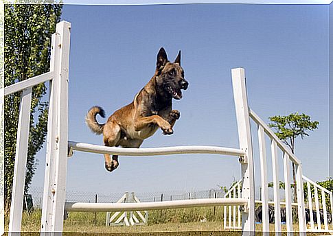 Belgian Shepherd: agility