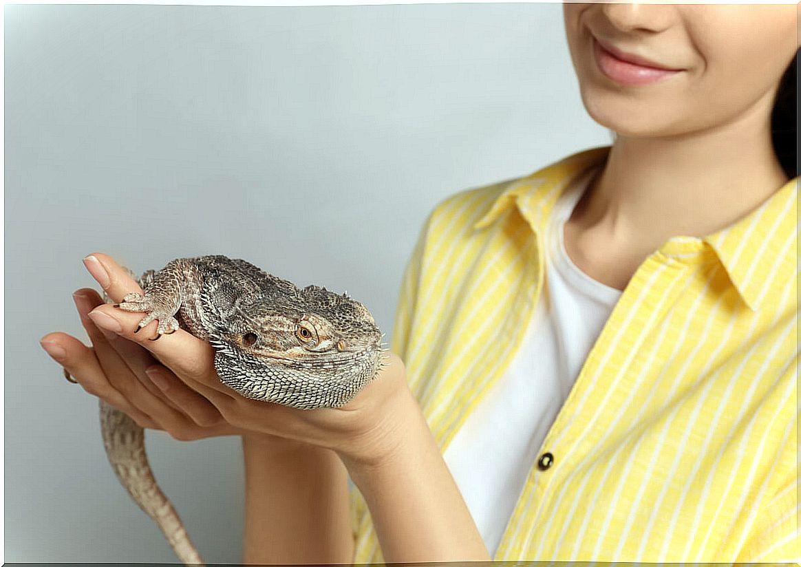 5 keys to caring for exotic animals