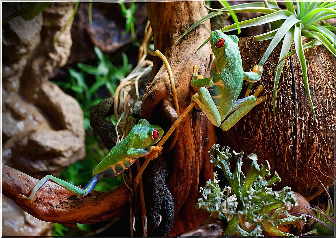 Red-eyed frogs in a bioactive terrarium.