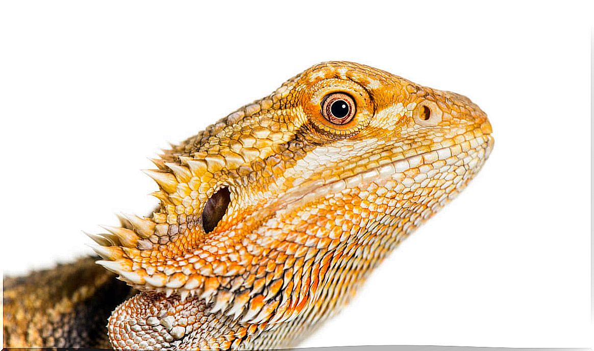 The face of a pogona.