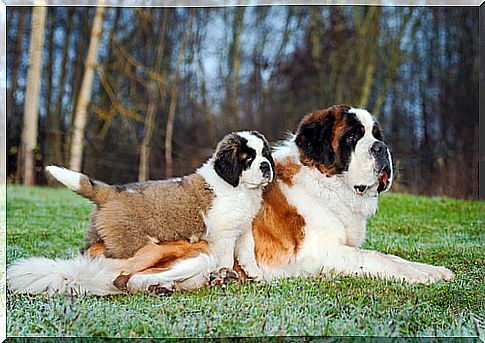 Saint Bernard dog: care