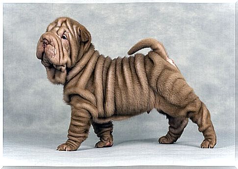 Shar pei dog