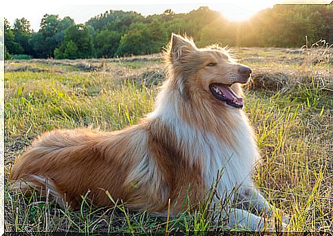 Collie: Seamus from Pinkfloyd