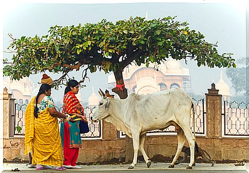 Sacred animals: cow