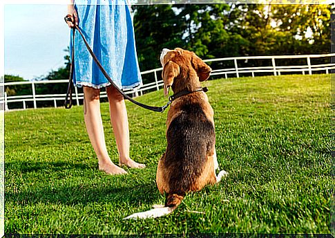 5 tips for your dog to always come when you call