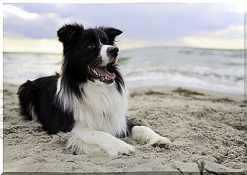 border collie