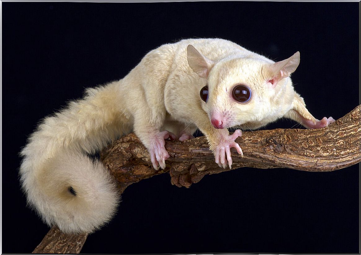 5 types of albino animals: a wonder of nature