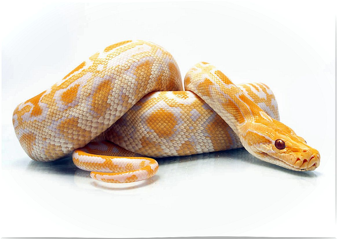 An albino python.