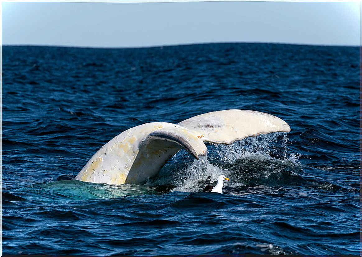 The albino whale is one of the albino animals.