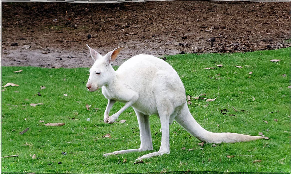 The kangaroo is one of the albino animals.