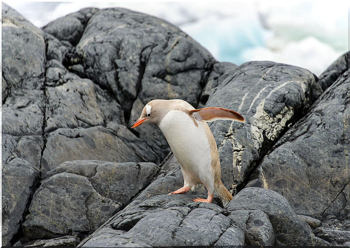 An albino penguin.