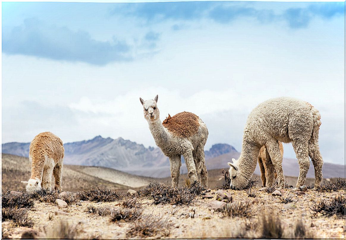 Las llamas pueden dar lugar a animales híbridos