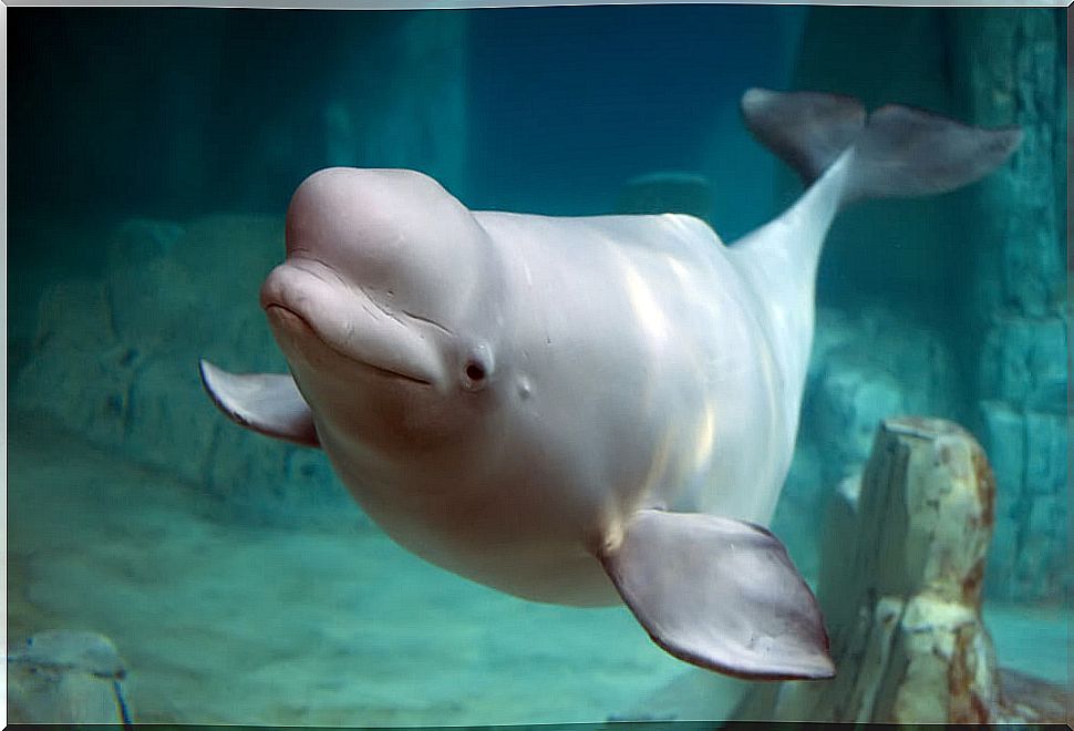 A beluga.