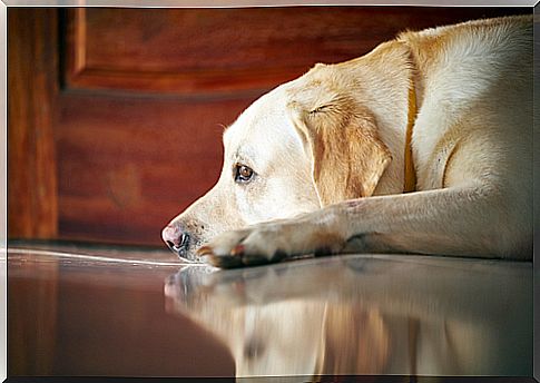 6 solutions for dog anxiety when left alone