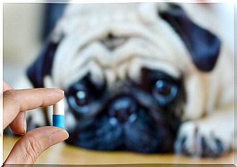 6 ways to give your dog medicine without him noticing