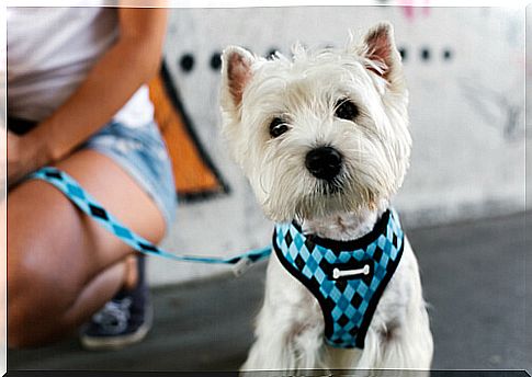 Tying a dog by the neck