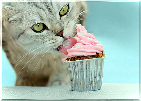 How to make ice cream for cats