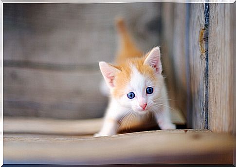 Cat on the street playing