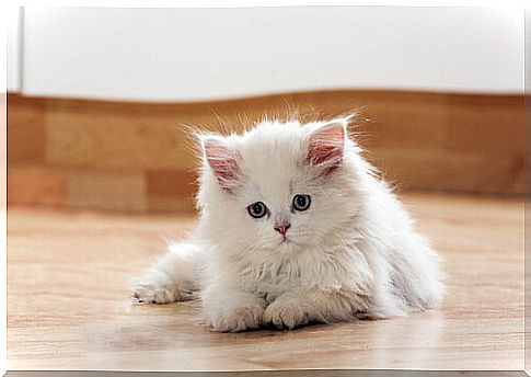 White cat lying on the floor