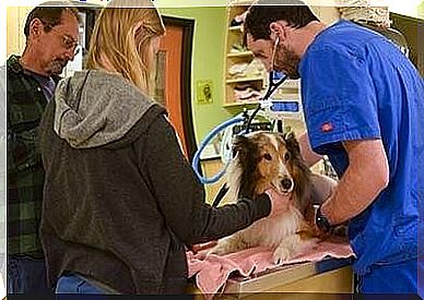 A dog is saved at the last minute from euthanasia.  Know how!