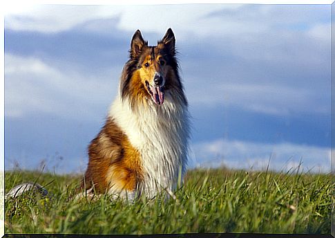 scottish collie