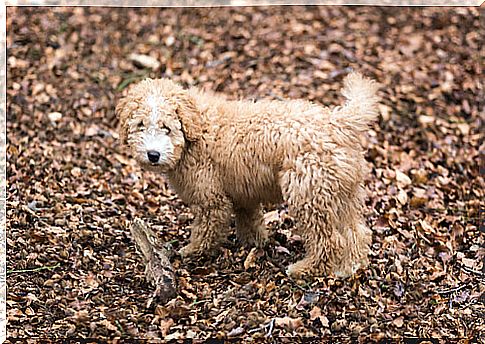 spanish water dog 2