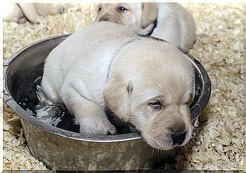 A new life for two dogs abandoned in rubbish bins