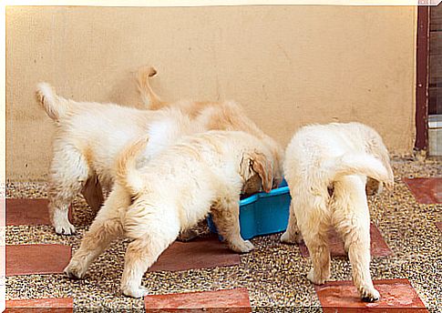 puppies eating