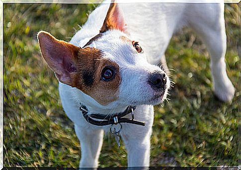 Acne in pets