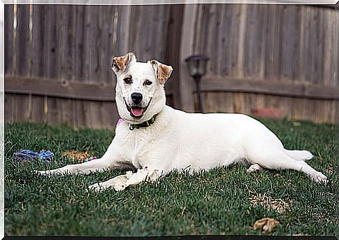 Perro blanco tumbado en el cesped